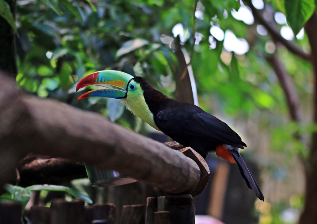 Papiliorama 225
