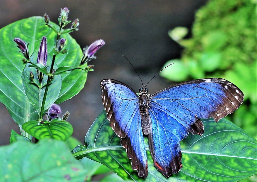 Papiliorama 228