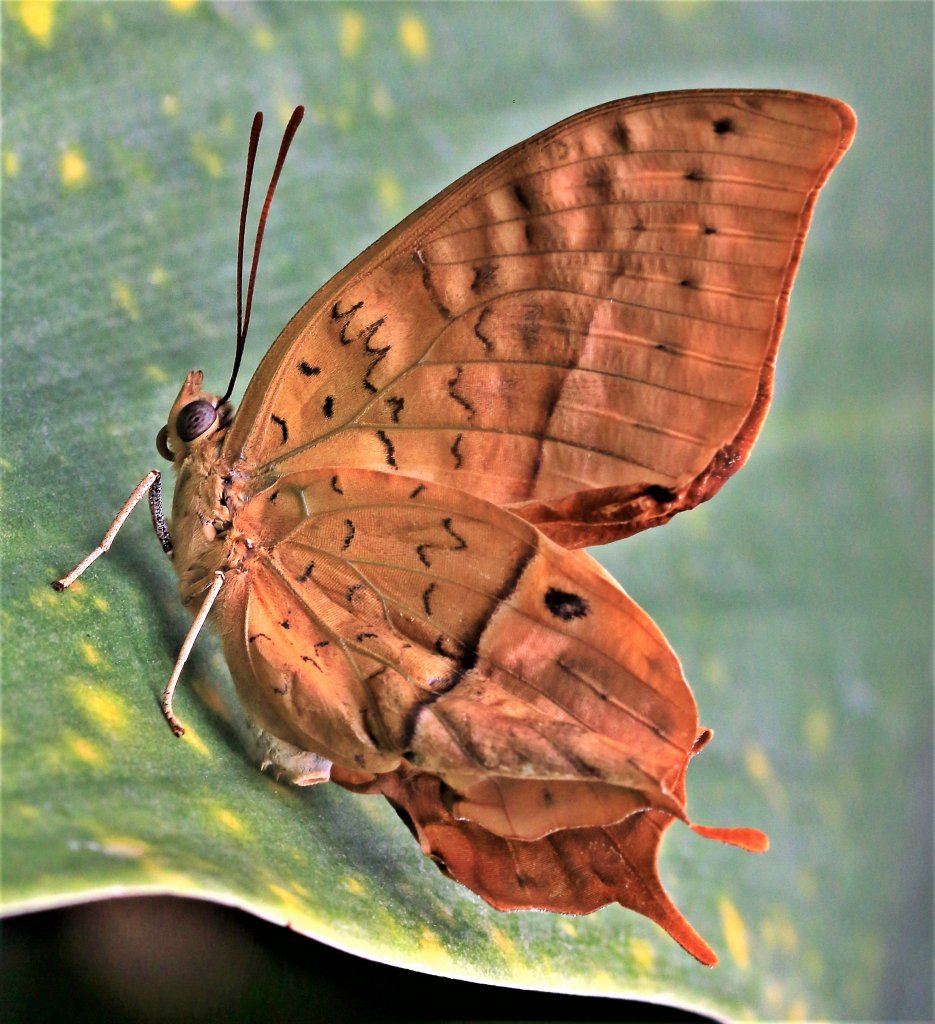 Papiliorama 28