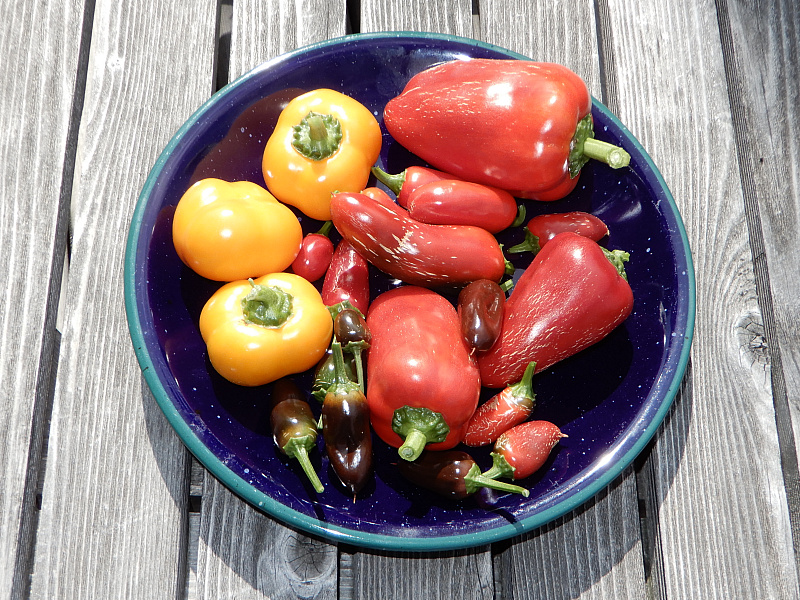 Paprika Jalapeno