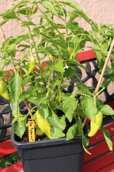 Paprika Phyton rot