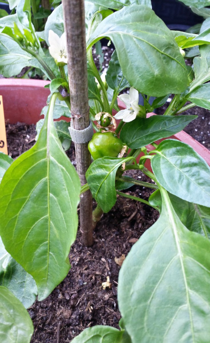 Paprika Russland