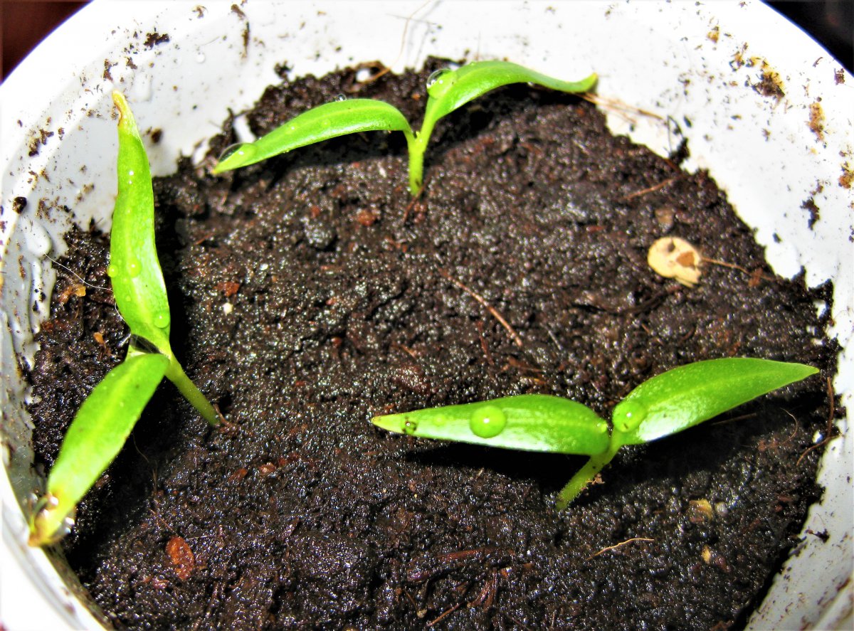 Pasilla Bajio