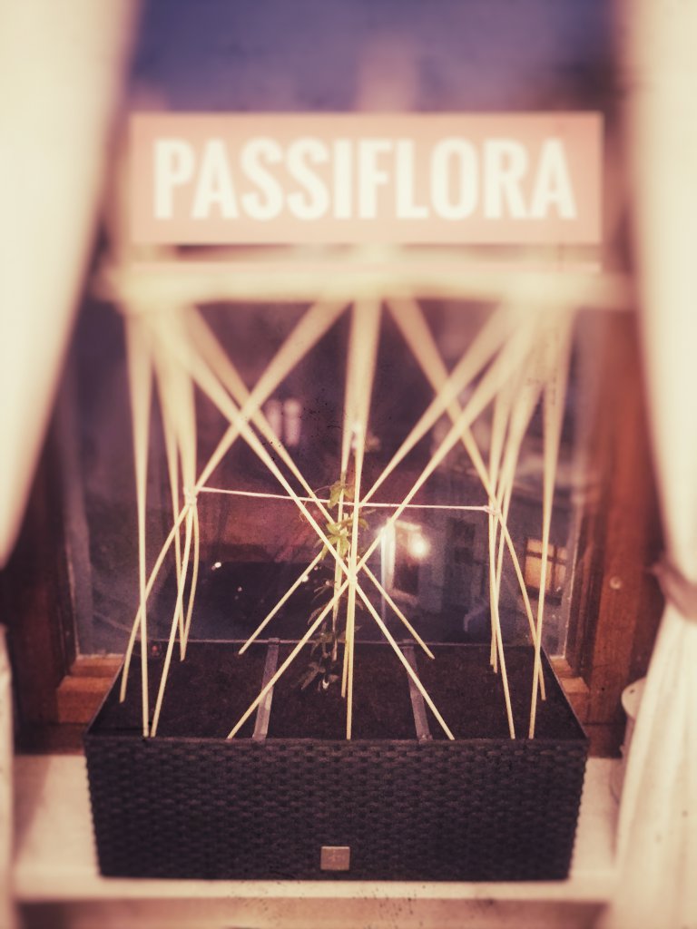 Passiflora ~ 14l