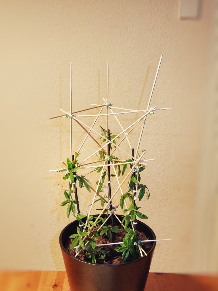 Passiflora