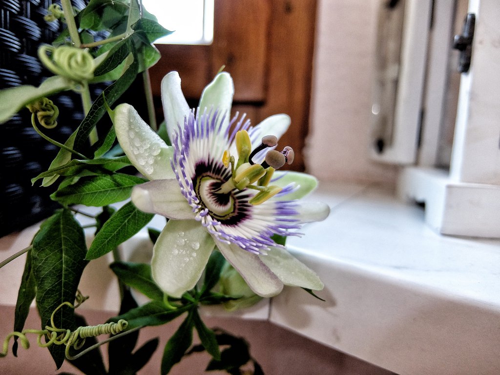 Passiflora