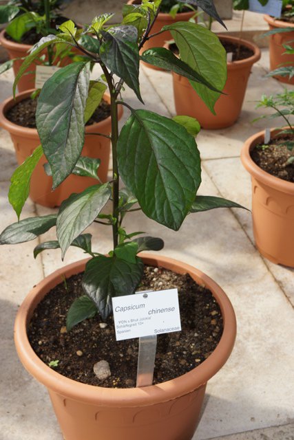PdN_x_BhutJolokia.JPG
