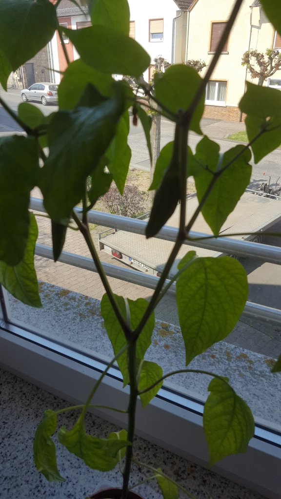 Peperoni Rot