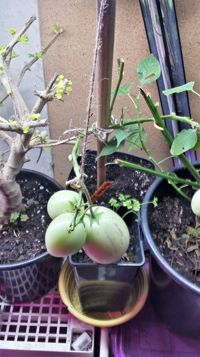 Pepino