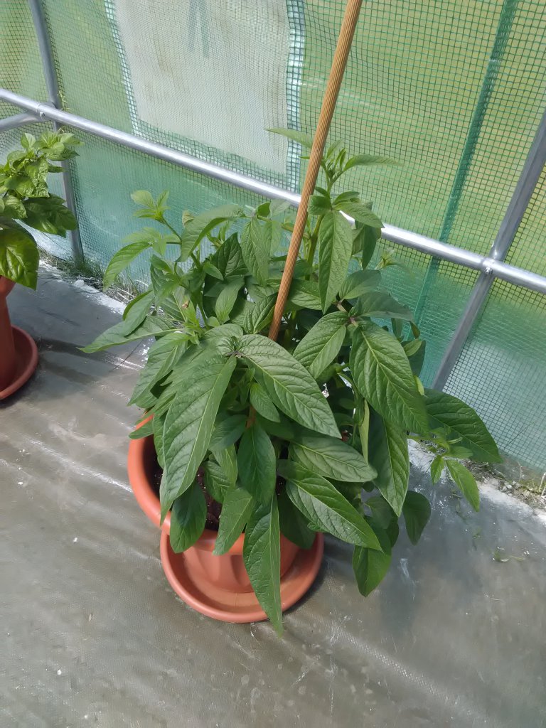 Pepino1 4.6.