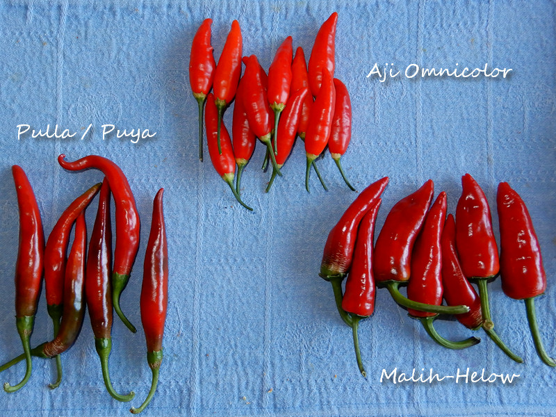 Peppers