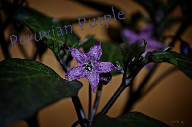 Peruvian Purple