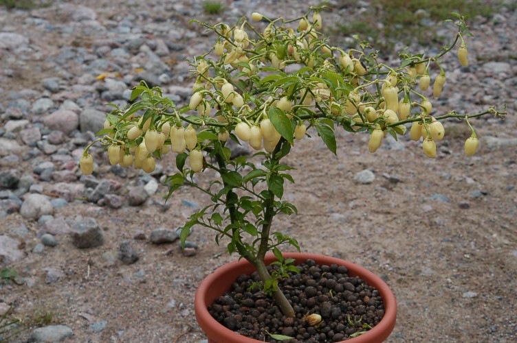 Peruvian white habanero im Topf