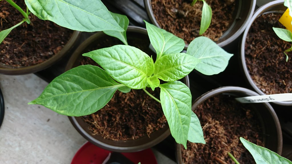 Peter Pepper 02.05.17