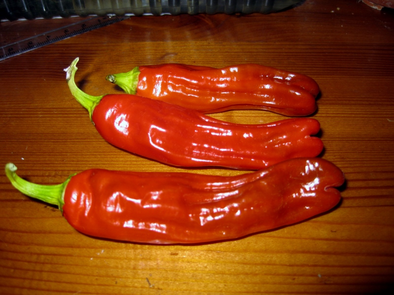 Peter pepper, nachgereift.