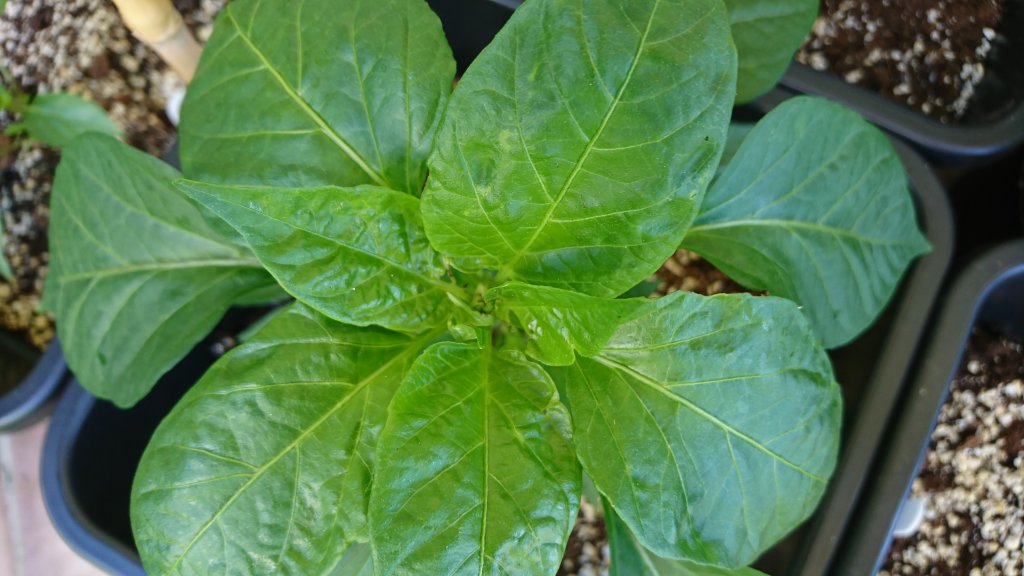 Peter Pepper Schaden