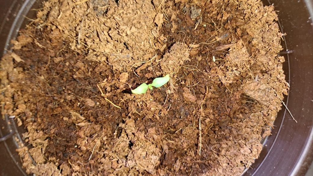 Peter Pepper Schwächling1