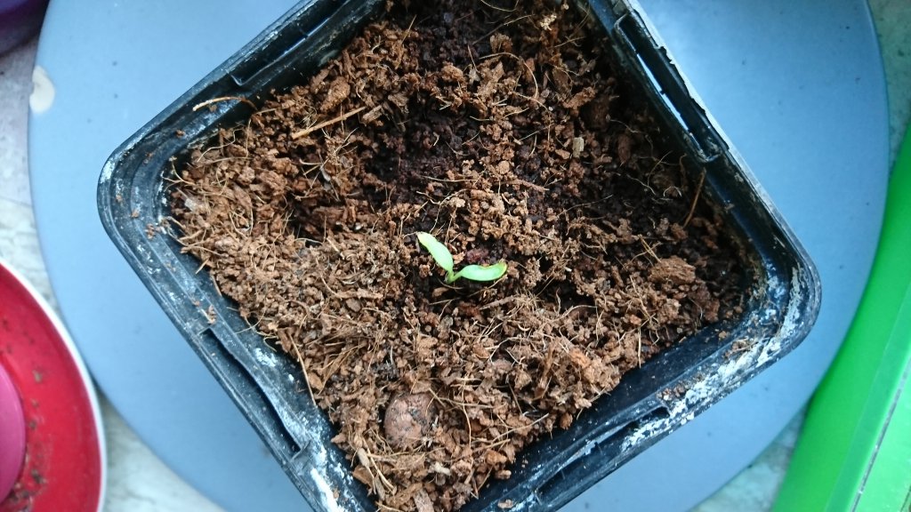 Peter Pepper Schwächling2