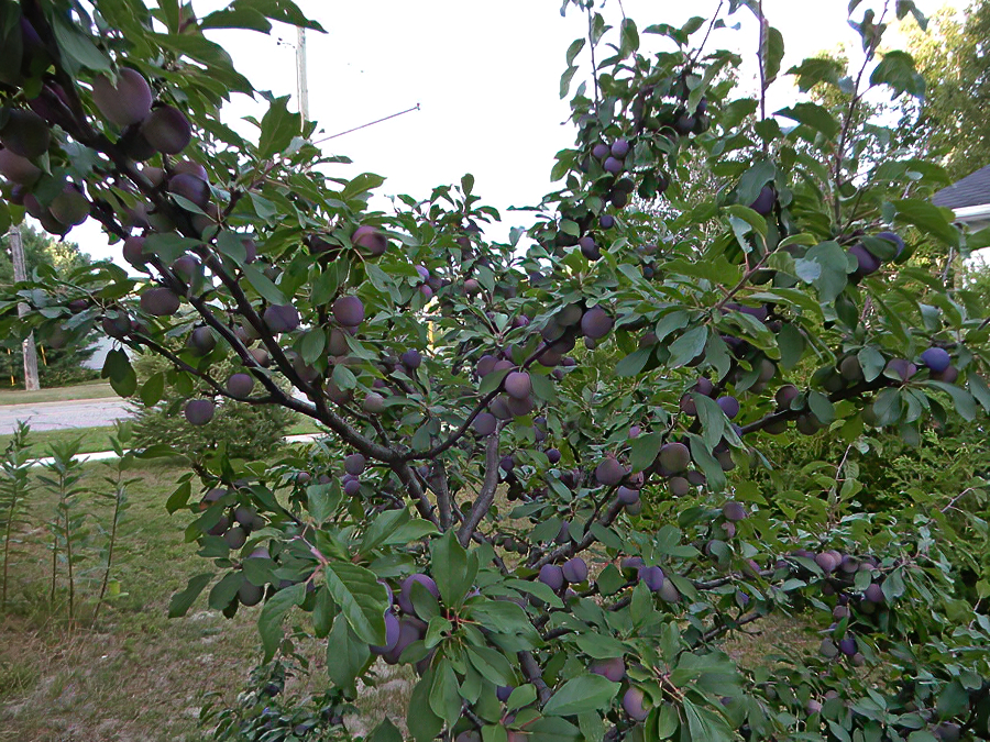 Pflaumen
