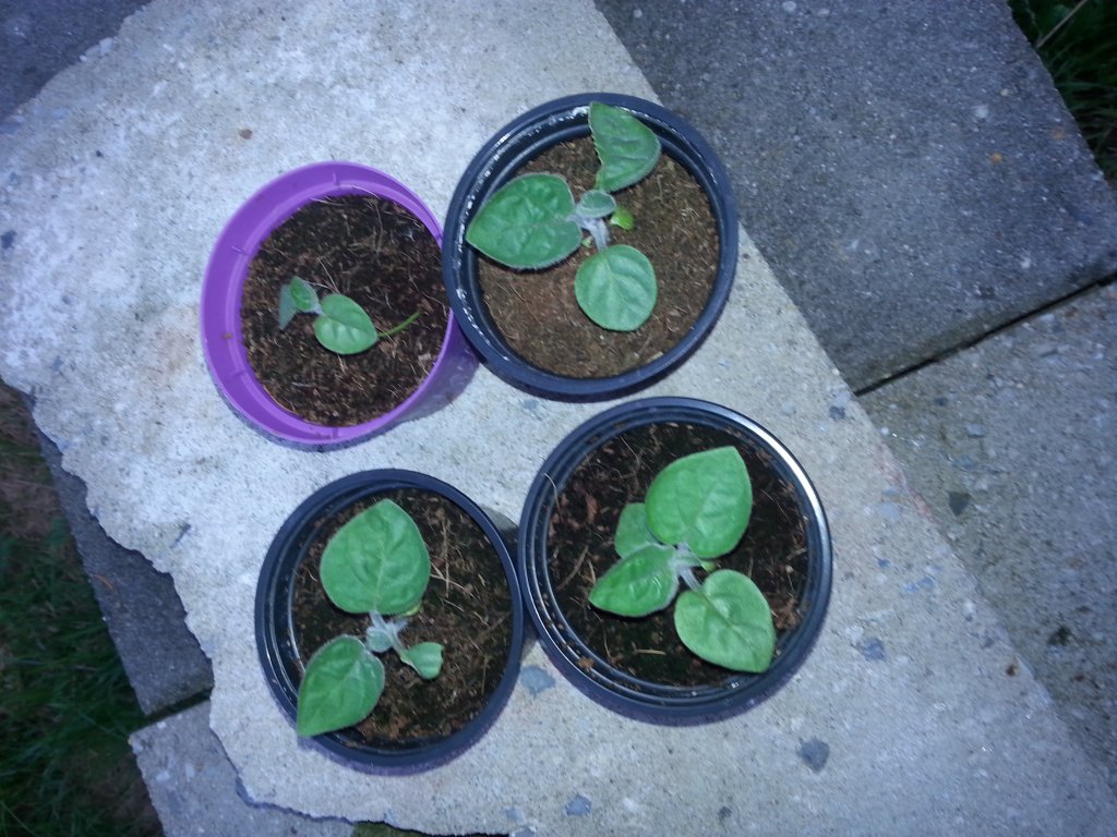 Physalis 1