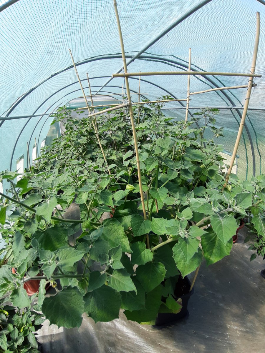 Physalis 16.7