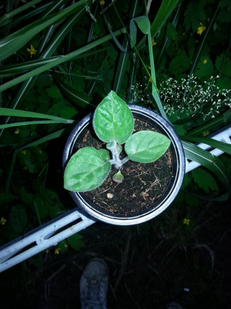 Physalis 2