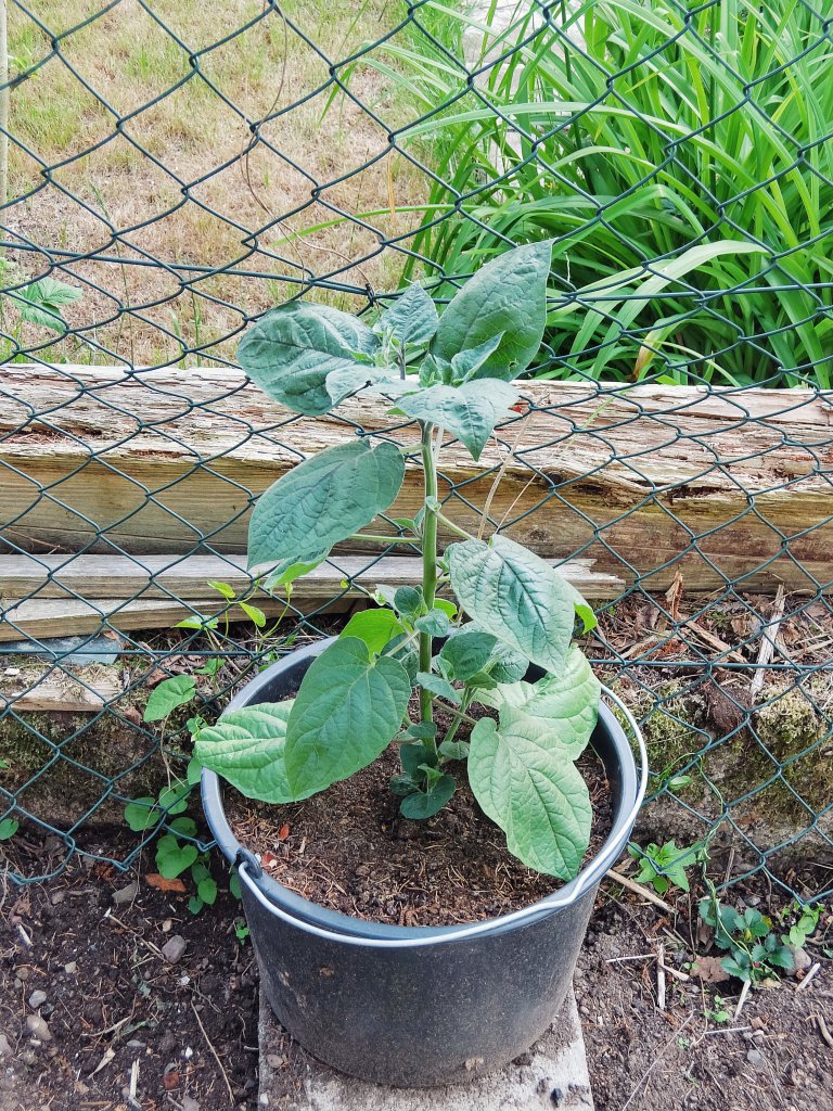 Physalis Kapstachelbeere