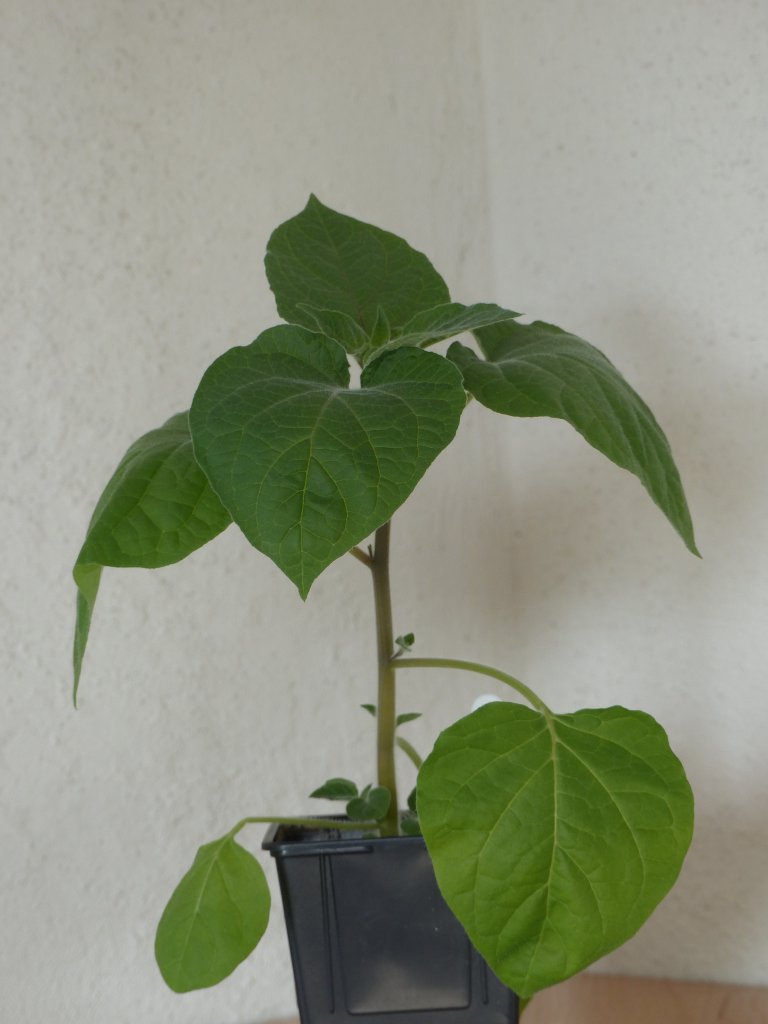 Physalis peruviana