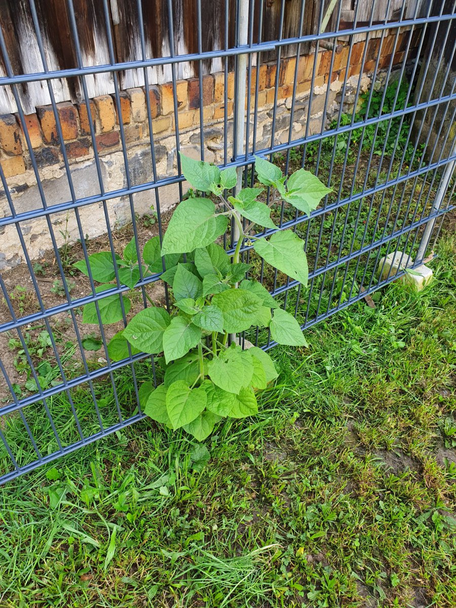 Physalis peruviana