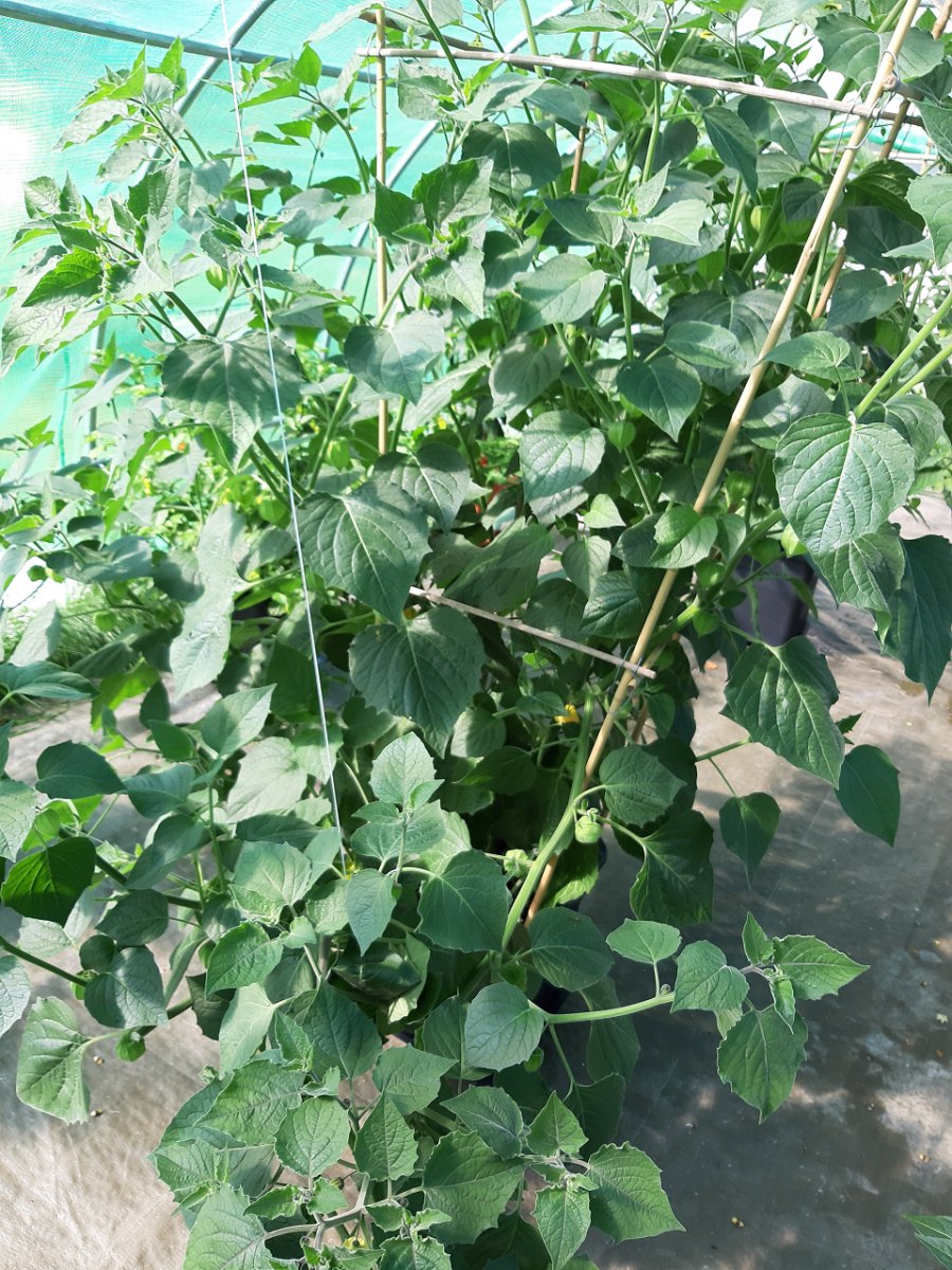 Physalis1 7.9.