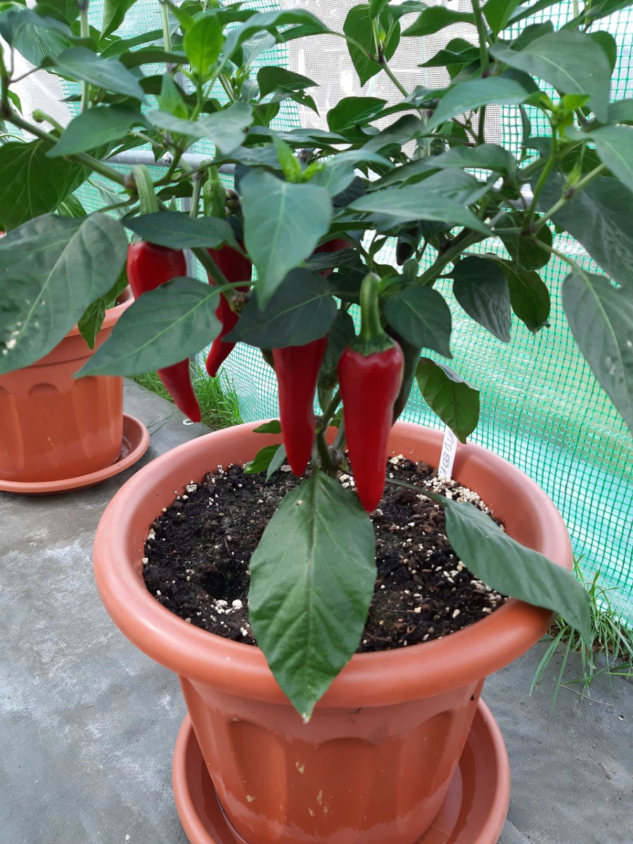 Piment de Espelette 4.8.