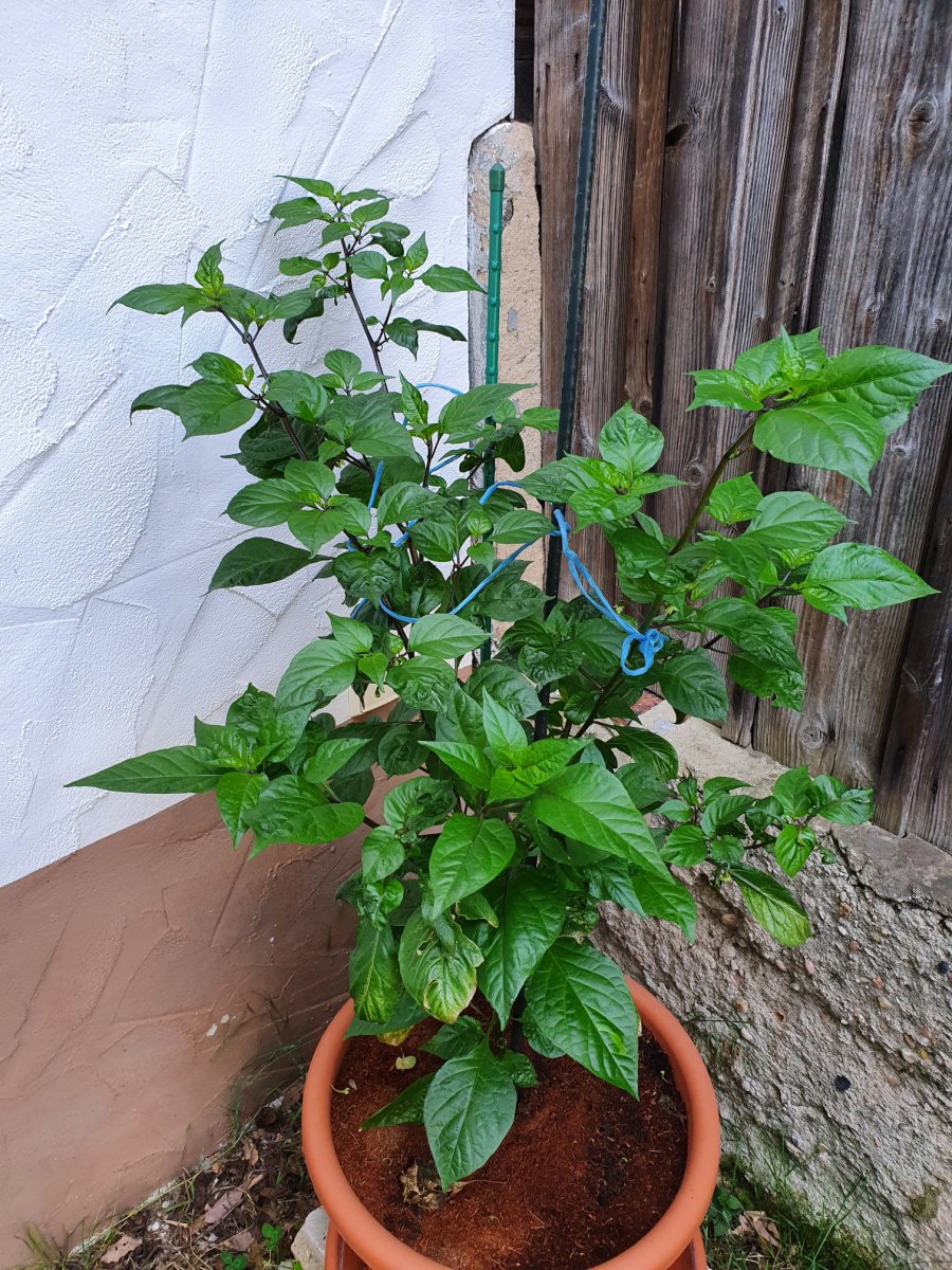 Pimenta Chris Fat Red (Büddee)