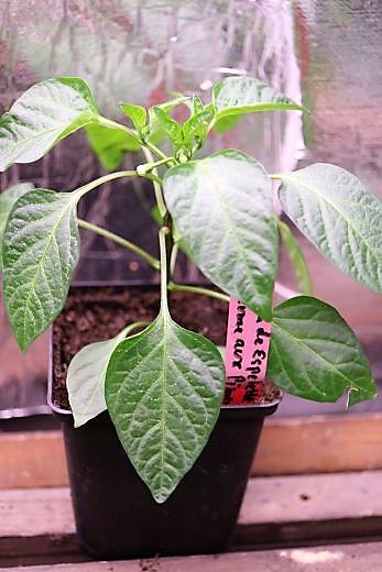 Pimenta de Espelette 2022-La ferma aux Piments
