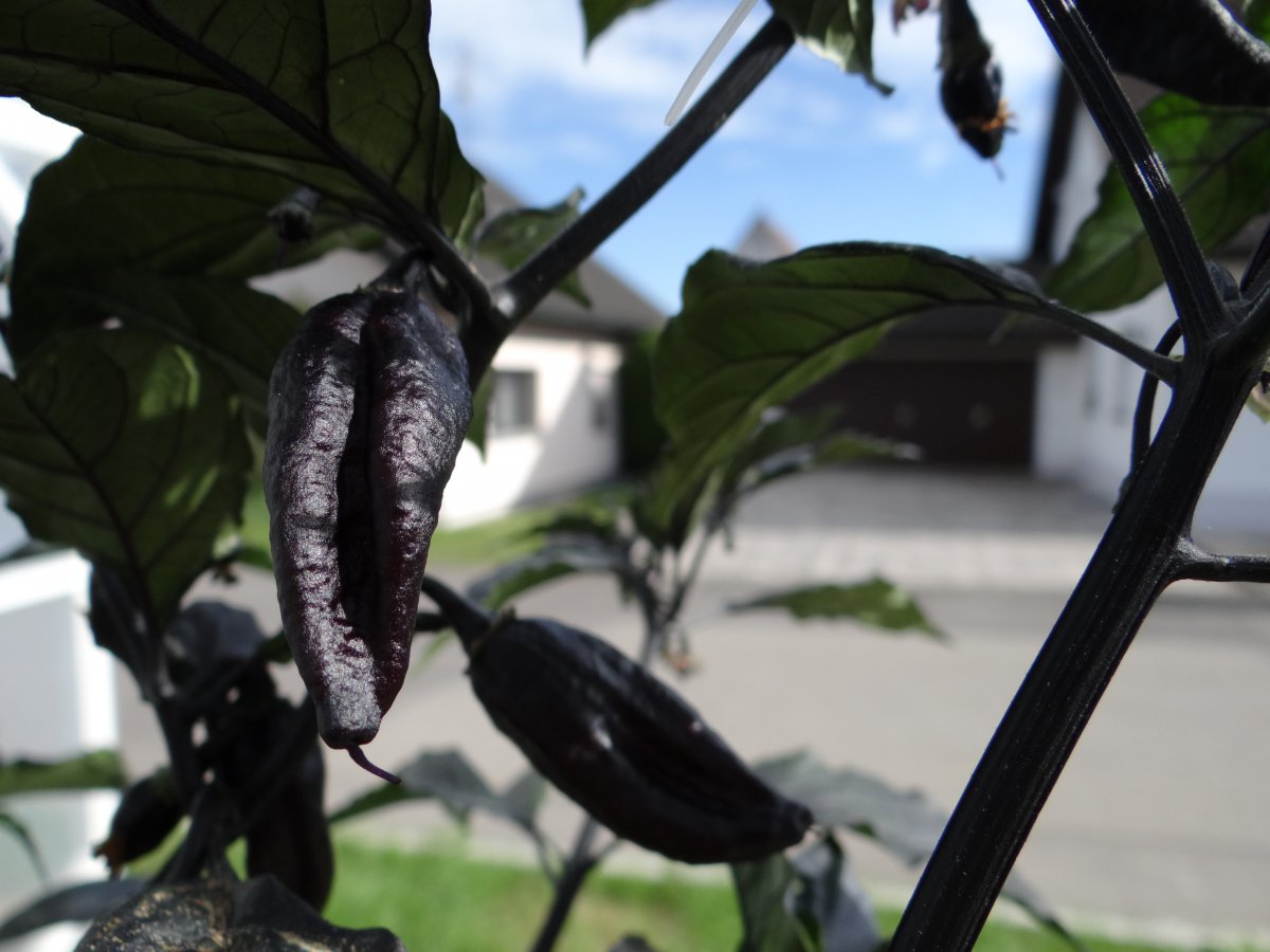 Pimenta Lisa Beeren 2.JPG