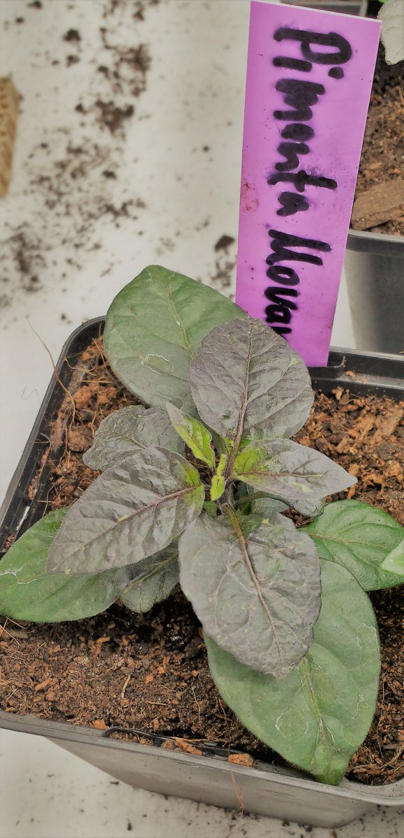 Pimenta Morenga