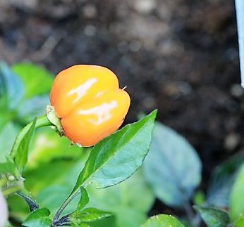 Pimenta Preta orange
