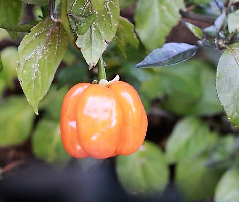 Pimenta Preta orange
