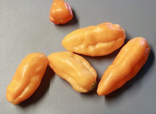 Pimenta Preta orange