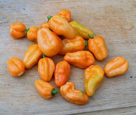 Pimenta Preta orange