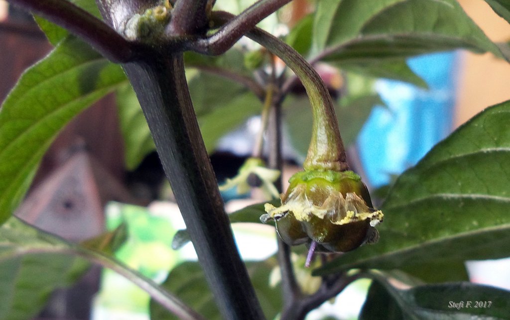 Pimenta Puma