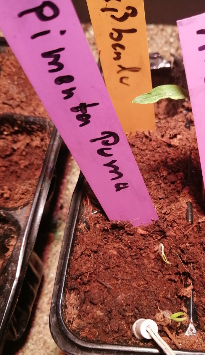 Pimenta Puma