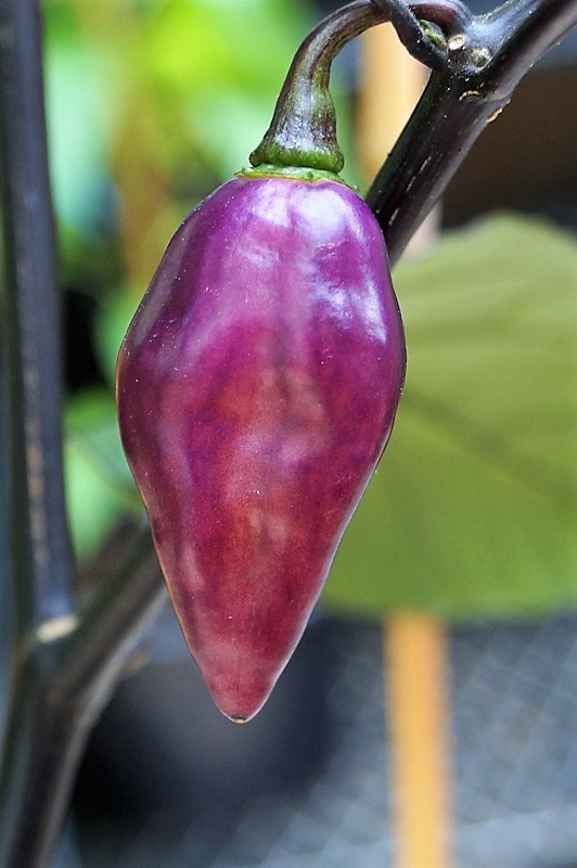 Pimenta_Lisa5.JPG