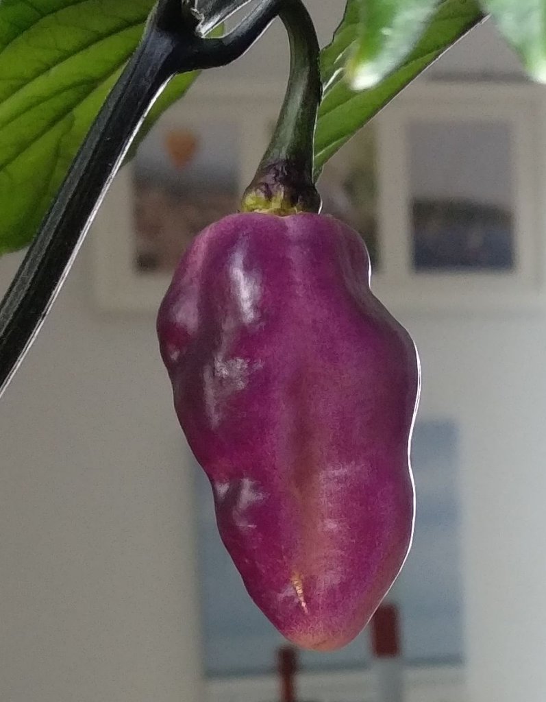 PimentaLisa1