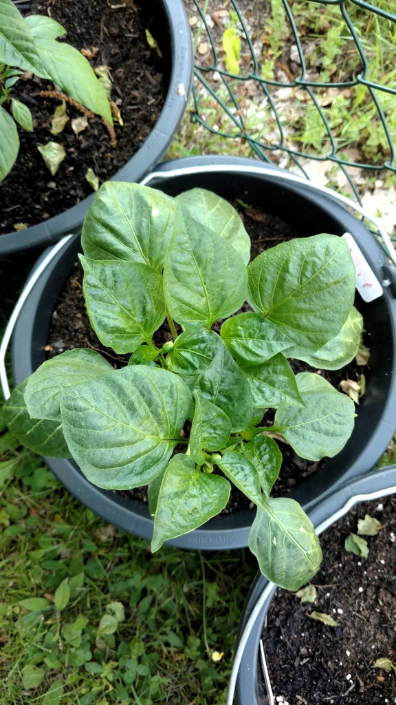 Pimento_marron_01_001