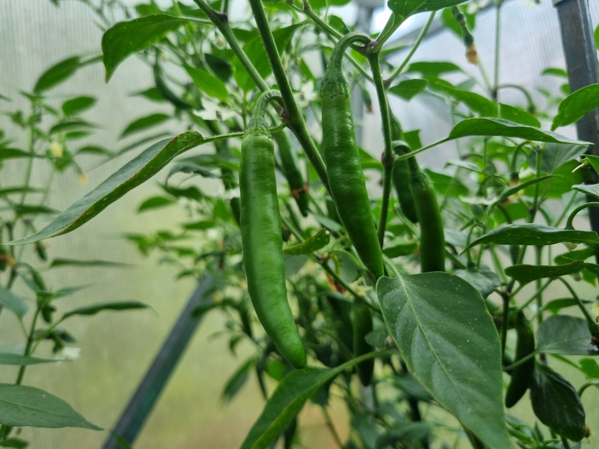 Pimiento Serrano 09.07.2025