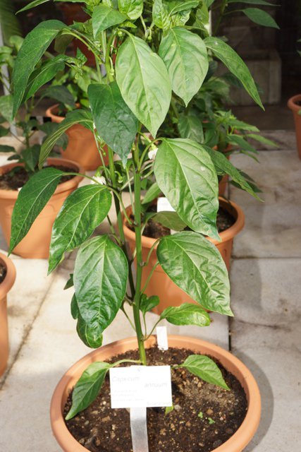 Pimiento_Picon.JPG