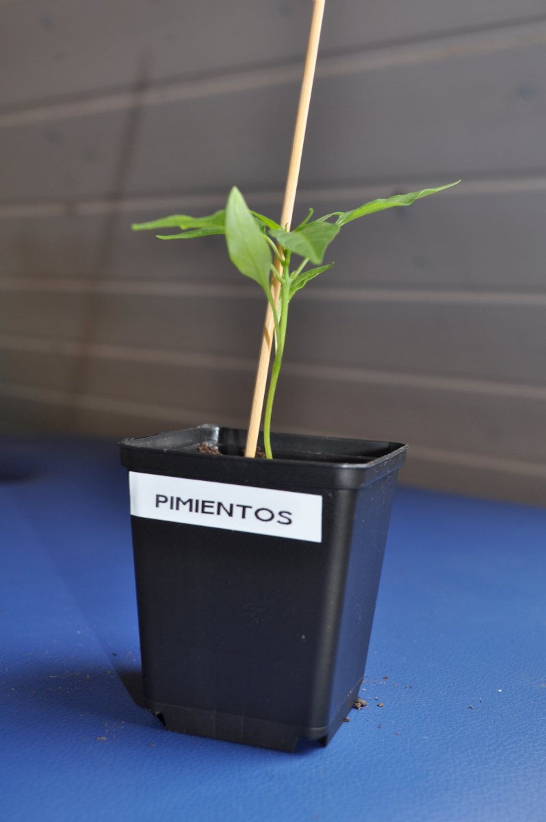pimientos2.jpg