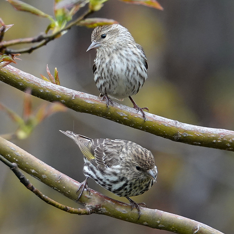 Pine Siskin