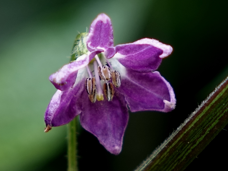 PineappleRocoto-Blüte