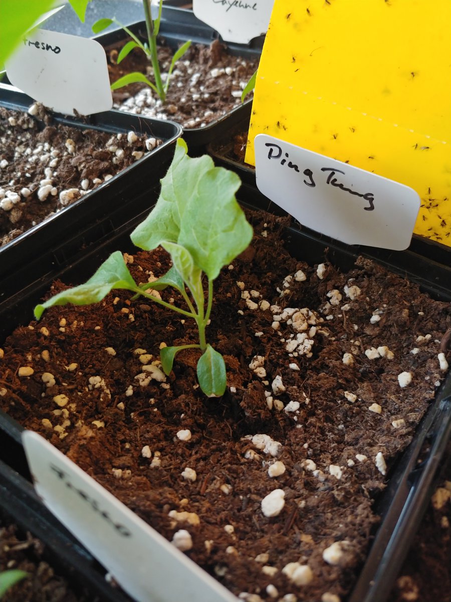 Ping Tung Aubergine